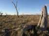 nimmitabelsnowgum07_small.jpg
