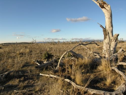 nimmitabelsnowgum08.jpg