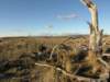 nimmitabelsnowgum08_small.jpg