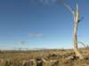 nimmitabelsnowgum09_small.jpg