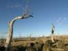 nimmitabelsnowgum10_small.jpg