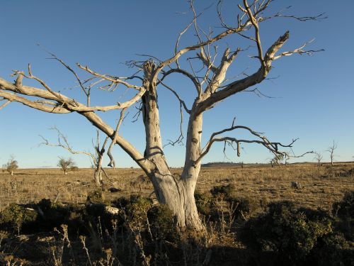nimmitabelsnowgum12.jpg