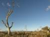 nimmitabelsnowgum13_small.jpg