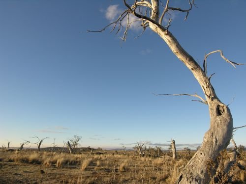 nimmitabelsnowgum14.jpg
