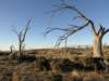 nimmitabelsnowgum15_small.jpg