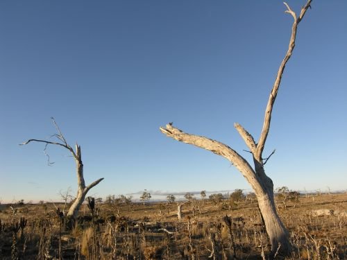 nimmitabelsnowgum16.jpg