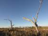 nimmitabelsnowgum16_small.jpg