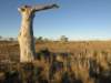 nimmitabelsnowgum17_small.jpg