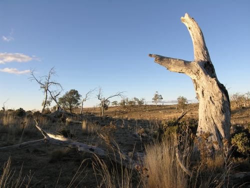 nimmitabelsnowgum18.jpg