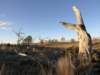 nimmitabelsnowgum18_small.jpg