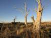 nimmitabelsnowgum19_small.jpg