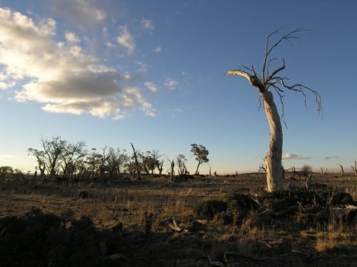 nimmitabelsnowgum20.jpg