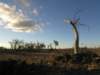 nimmitabelsnowgum20_small.jpg