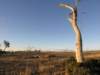 nimmitabelsnowgum21_small.jpg
