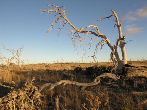 nimmitabelsnowgum22.jpg