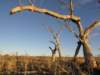 nimmitabelsnowgum23_small.jpg