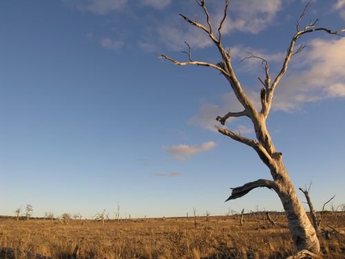 nimmitabelsnowgum24.jpg