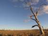 nimmitabelsnowgum24_small.jpg