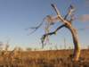 nimmitabelsnowgum25_small.jpg