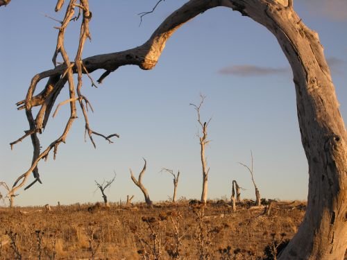 nimmitabelsnowgum26.jpg