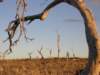 nimmitabelsnowgum26_small.jpg