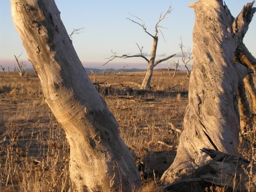 nimmitabelsnowgum28.jpg