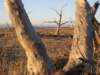 nimmitabelsnowgum28_small.jpg
