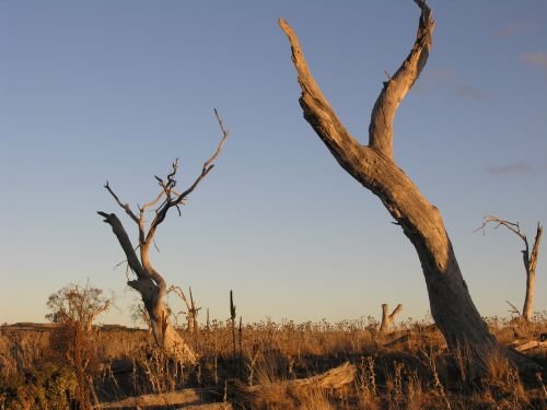 nimmitabelsnowgum29.jpg