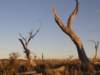 nimmitabelsnowgum29_small.jpg