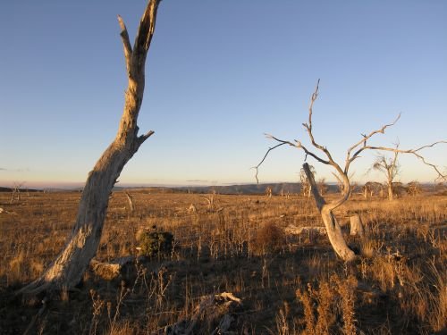 nimmitabelsnowgum30.jpg