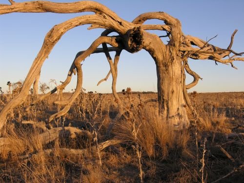 nimmitabelsnowgum31.jpg