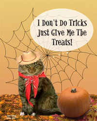 Cat Attitude
