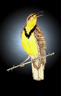 Meadowlark