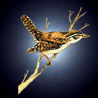 Wren