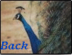 Back to Angel Eve's Page