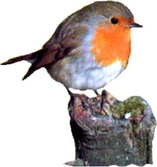 Petit oiseau