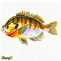 bluegill