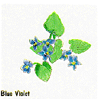 blue violet