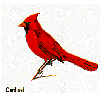 cardinal