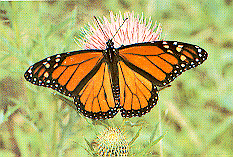 monarch