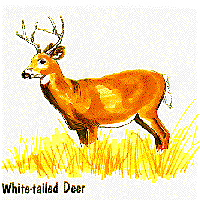 white tailed deer