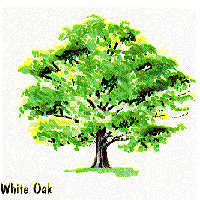 white oak
