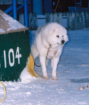 pooch