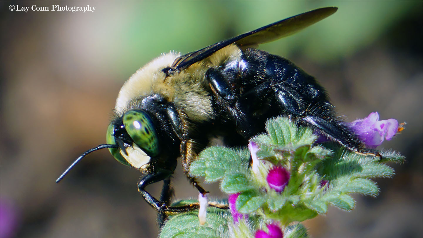 Bee