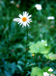 /user/flower.jpg