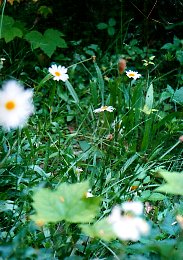 /user/flowers2.jpg