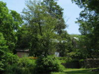 nature