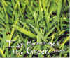 green_grass.jpg (369068 bytes)