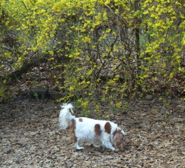 She's getting rounder with puppies!