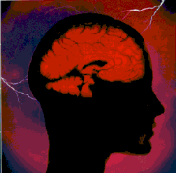 brain atlas !!!!